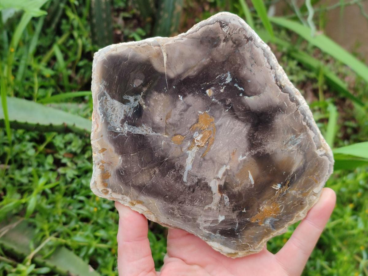 Polished Podocarpus Petrified Wood Slices x 3 From Mahajanga, Madagascar