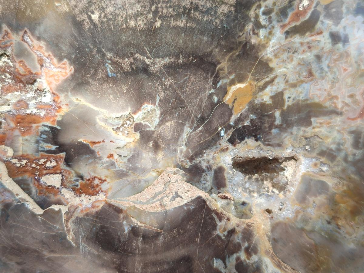 Polished Podocarpus Petrified Wood Slices x 3 From Mahajanga, Madagascar