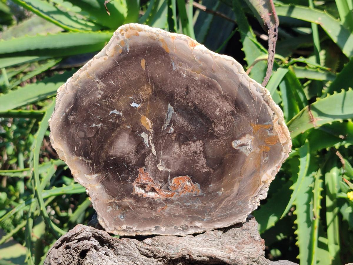 Polished Podocarpus Petrified Wood Slices x 3 From Mahajanga, Madagascar