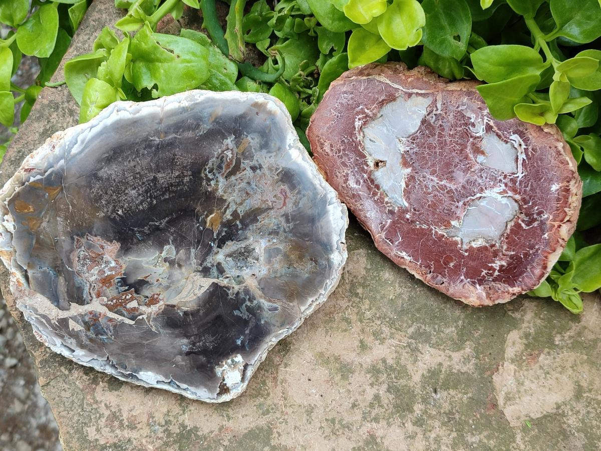Polished Podocarpus Petrified Wood Slices x 3 From Mahajanga, Madagascar