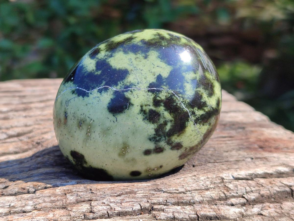 Polished Leopard Stone Palm Stones x 6 From Zimbabwe