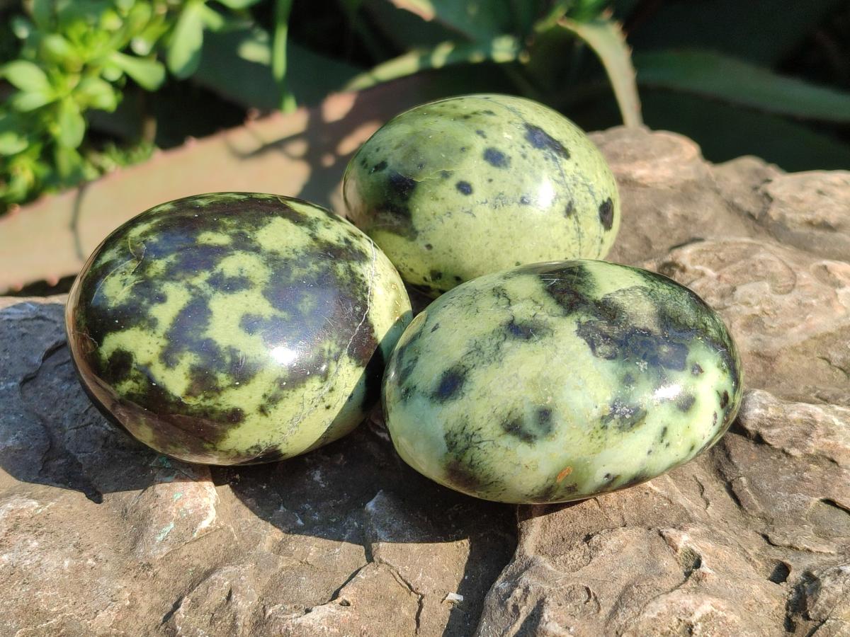Polished Leopard Stone Palm Stones x 6 From Zimbabwe