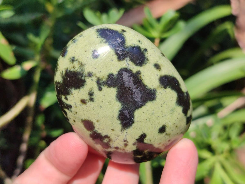 Polished Leopard Stone Palm Stones x 6 From Zimbabwe