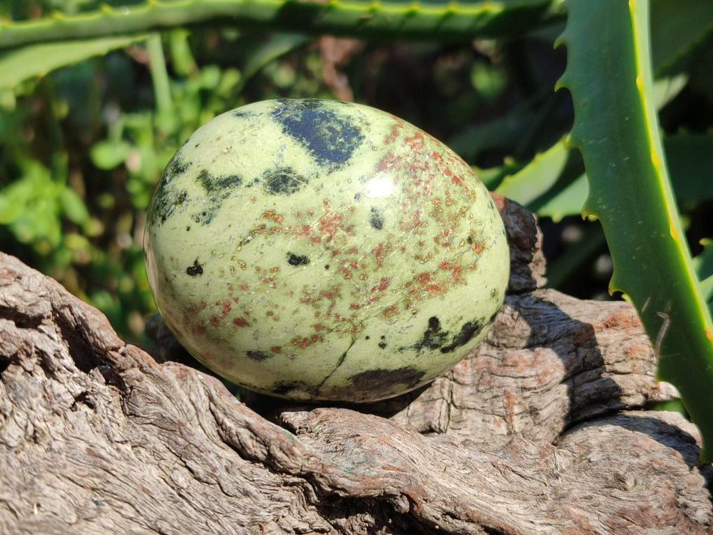 Polished Leopard Stone Palm Stones x 6 From Zimbabwe