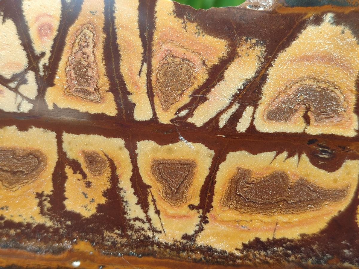 Polished On One Side Nguni Jasper Slices x 2 From Northern Cape, South Africa