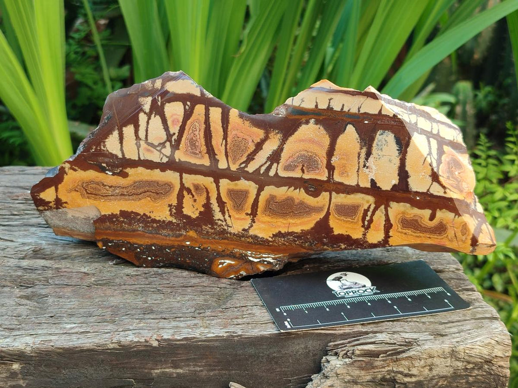 Polished On One Side Nguni Jasper Slices x 2 From Northern Cape, South Africa