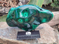 Polished Large Banded Flower Malachite Free Form x 1 From Congo