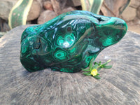 Polished Large Banded Flower Malachite Free Form x 1 From Congo