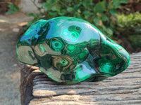 Polished Large Banded Flower Malachite Free Form x 1 From Congo