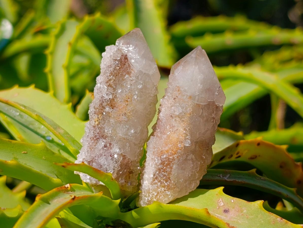 Natural Fairy Spirit Quartz Crystals x 70 From Boekenhouthoek, South Africa