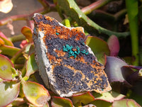 Natural Libethenite Crystals On Dolomite Matrix Specimens x 2 From Shituru, Congo