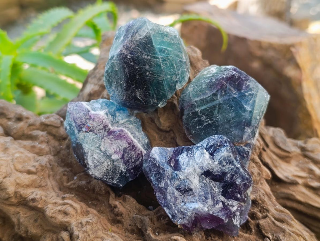 Natural Watermelon Fluorite Cobbed Specimens x 24 From Uis, Namibia