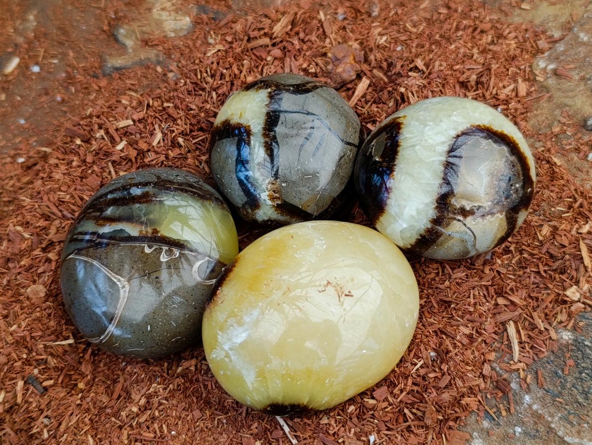 Polished Septerye Palm Stones x 12 From Mahajanga, Madagascar