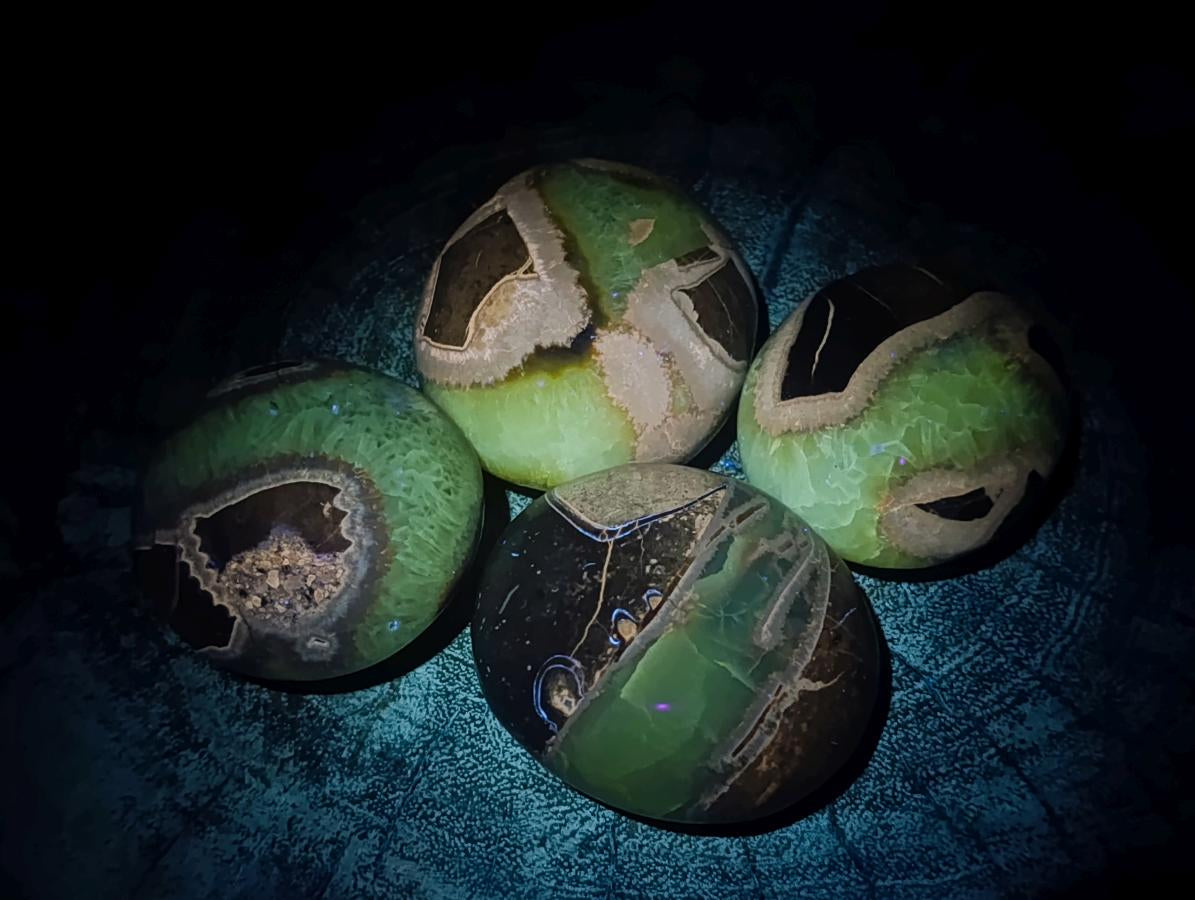 Polished Septerye Palm Stones x 12 From Mahajanga, Madagascar