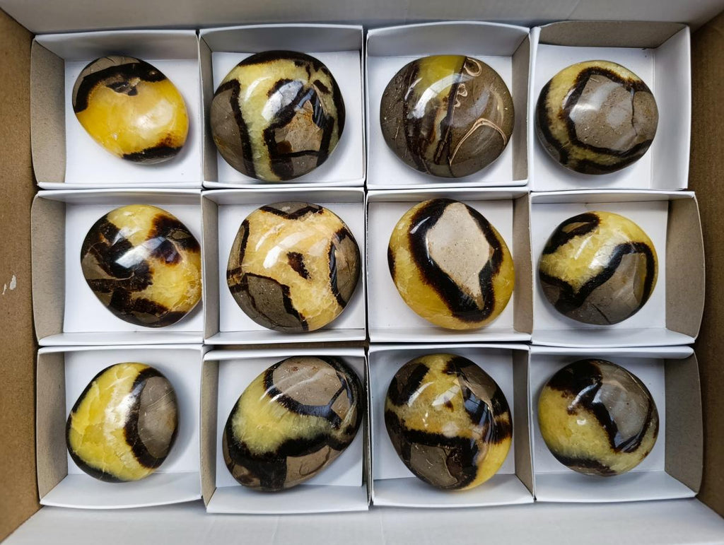 Polished Septerye Palm Stones x 12 From Mahajanga, Madagascar
