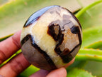 Polished Septerye Palm Stones x 12 From Mahajanga, Madagascar