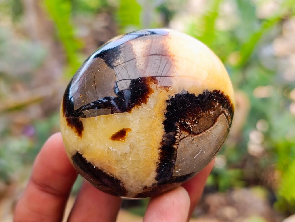 Polished Septerye Palm Stones x 12 From Mahajanga, Madagascar