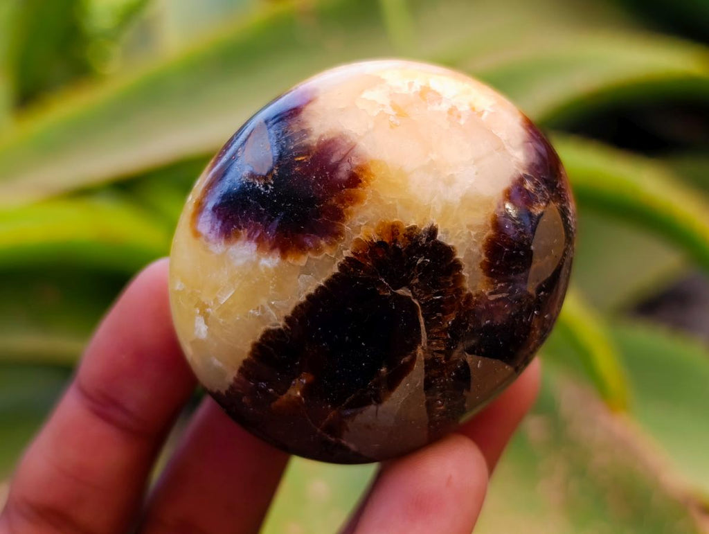Polished Septerye Palm Stones x 12 From Mahajanga, Madagascar