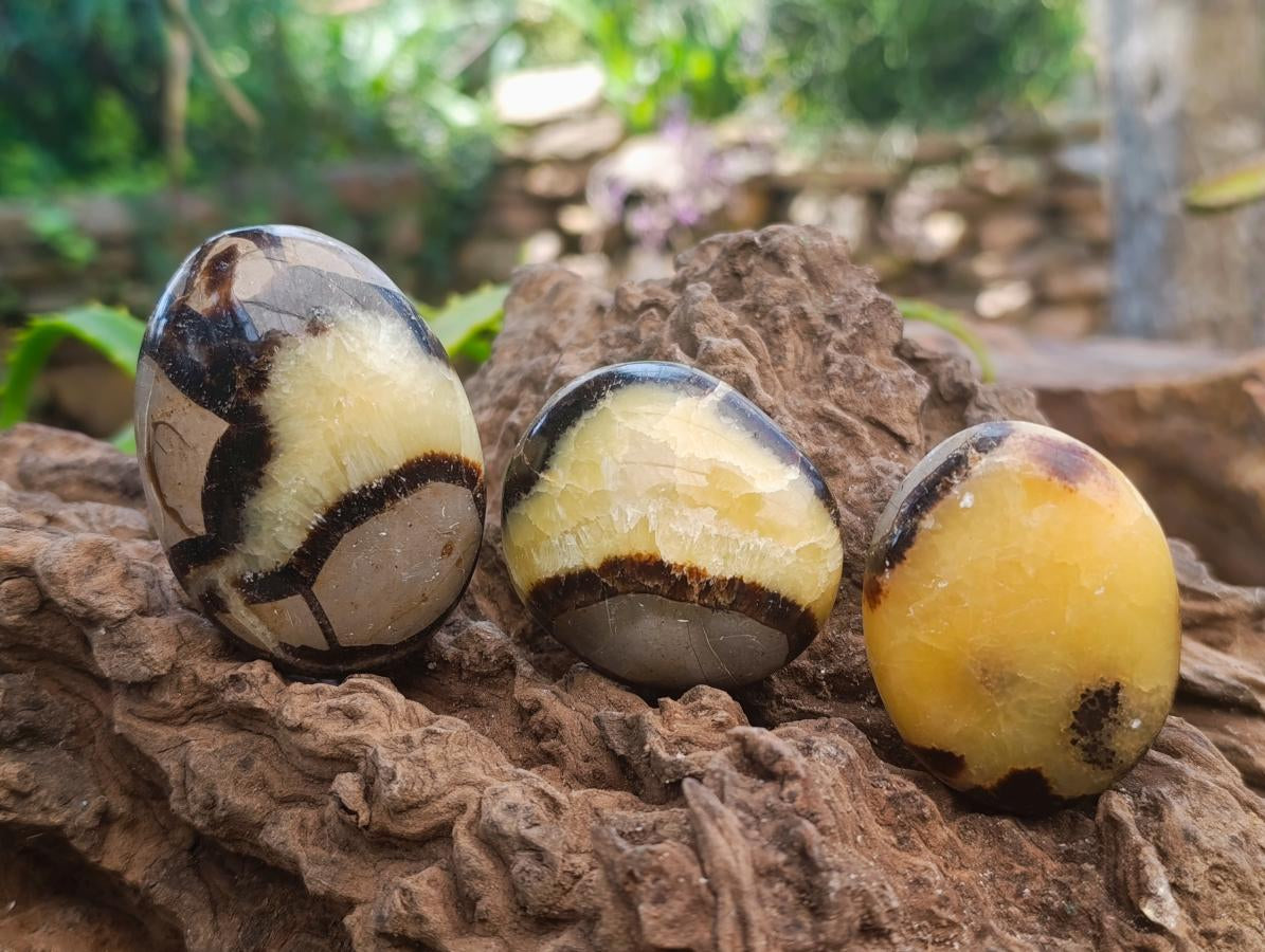 Polished Septerye Palm Stones x 12 From Mahajanga, Madagascar