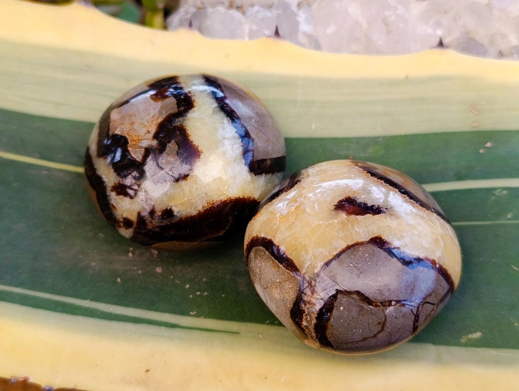 Polished Septerye Palm Stones x 12 From Mahajanga, Madagascar