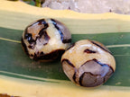 Polished Septerye Palm Stones x 12 From Mahajanga, Madagascar