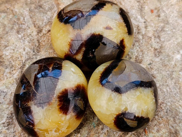 Polished Septerye Palm Stones x 12 From Mahajanga, Madagascar
