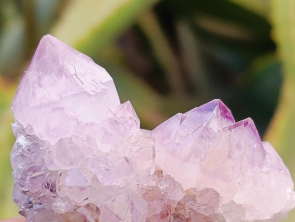 Natural Sunburst Amethyst Spirit Clusters x 20 From Boekenhouthoek, South Africa