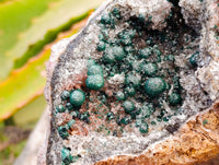 Natural Silky Ball Malachite and Drusy Quartz On Dolomite Matrix Specimens x 2 From Mindingi Mine, Kambove, Congo