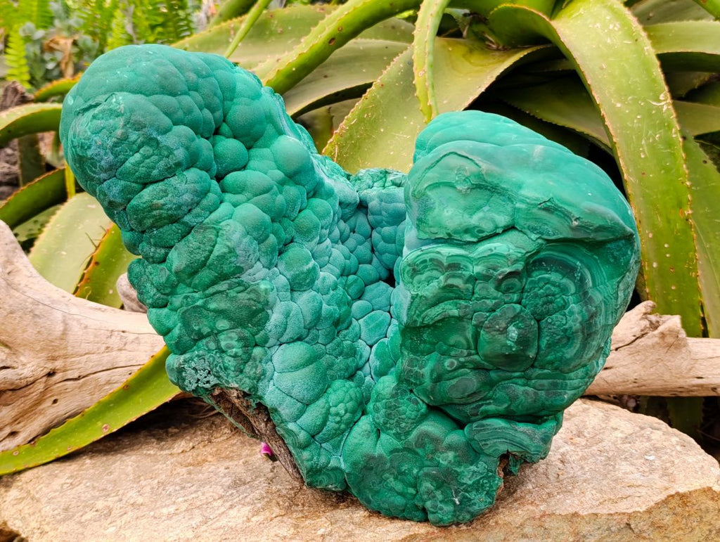Natural XXL Botryoidal Malachite Specimen x 1 From Congo - Toprock Gemstones and Minerals 