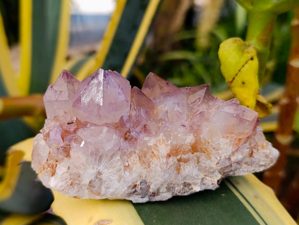 Natural Amethyst Spirit Clusters x 3 From Boekenhouthoek, South Africa