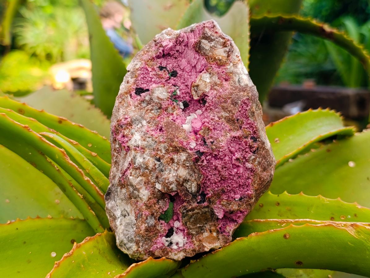 Natural Salrose Cobaltion Dolomite With Malachite Specimens x 3 From Kakanda, Congo