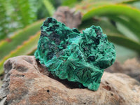 Natural Silky Malachite Specimens x 12 From Kasompe, Congo