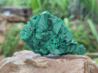 Natural Silky Malachite Specimens x 12 From Kasompe, Congo