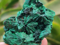 Natural Silky Malachite Specimens x 12 From Kasompe, Congo