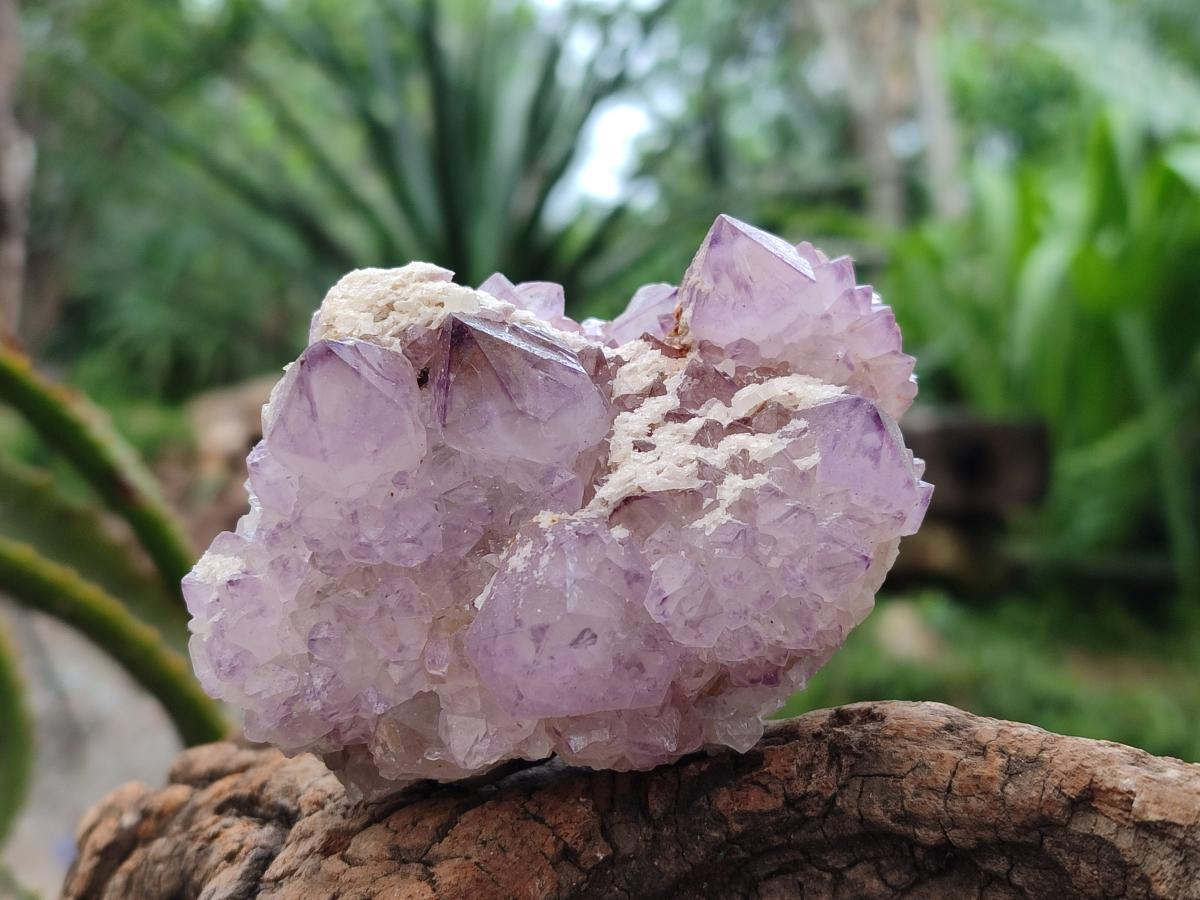 Natural Sunburst Amethyst Spirit Clusters x 6 From Boekenhouthoek, South Africa