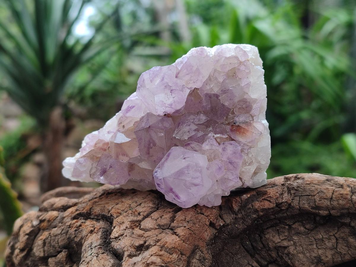 Natural Sunburst Amethyst Spirit Clusters x 6 From Boekenhouthoek, South Africa