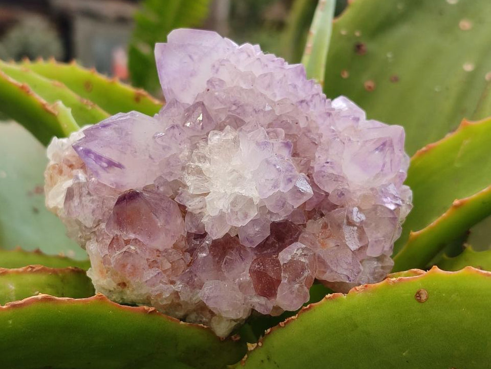 Natural Sunburst Amethyst Spirit Clusters x 6 From Boekenhouthoek, South Africa