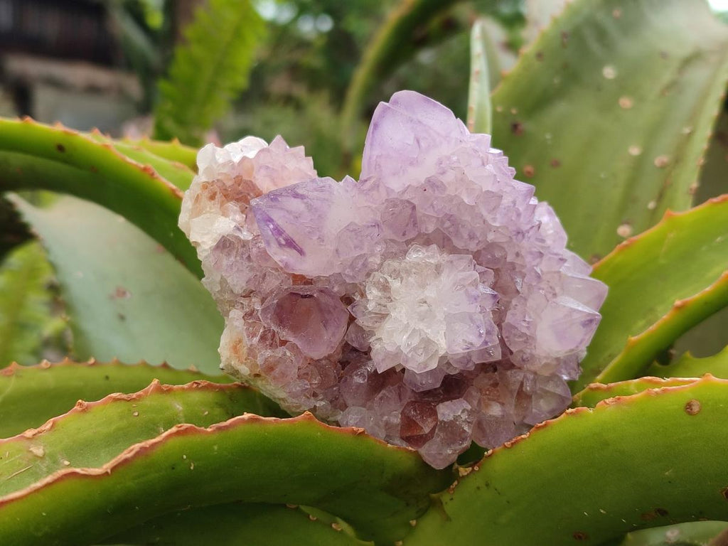 Natural Sunburst Amethyst Spirit Clusters x 6 From Boekenhouthoek, South Africa