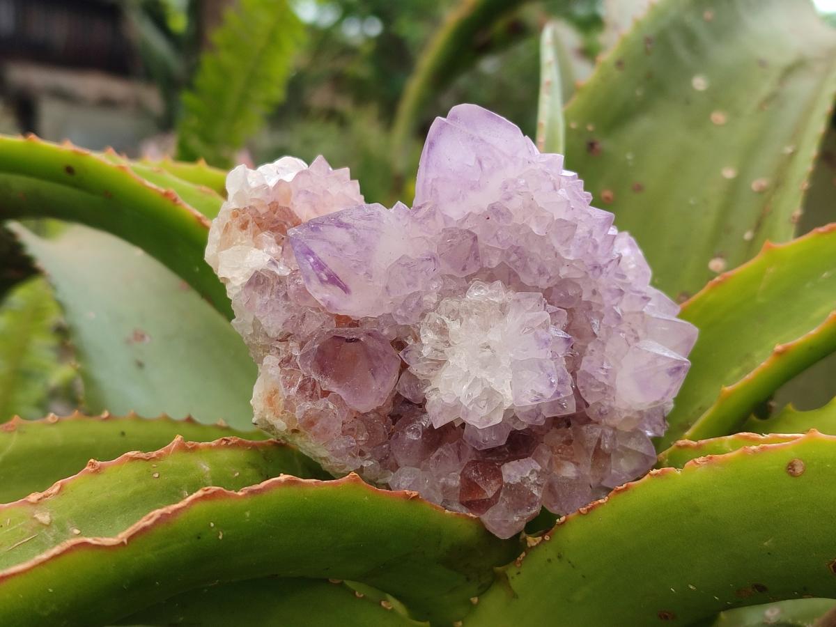 Natural Sunburst Amethyst Spirit Clusters x 6 From Boekenhouthoek, South Africa