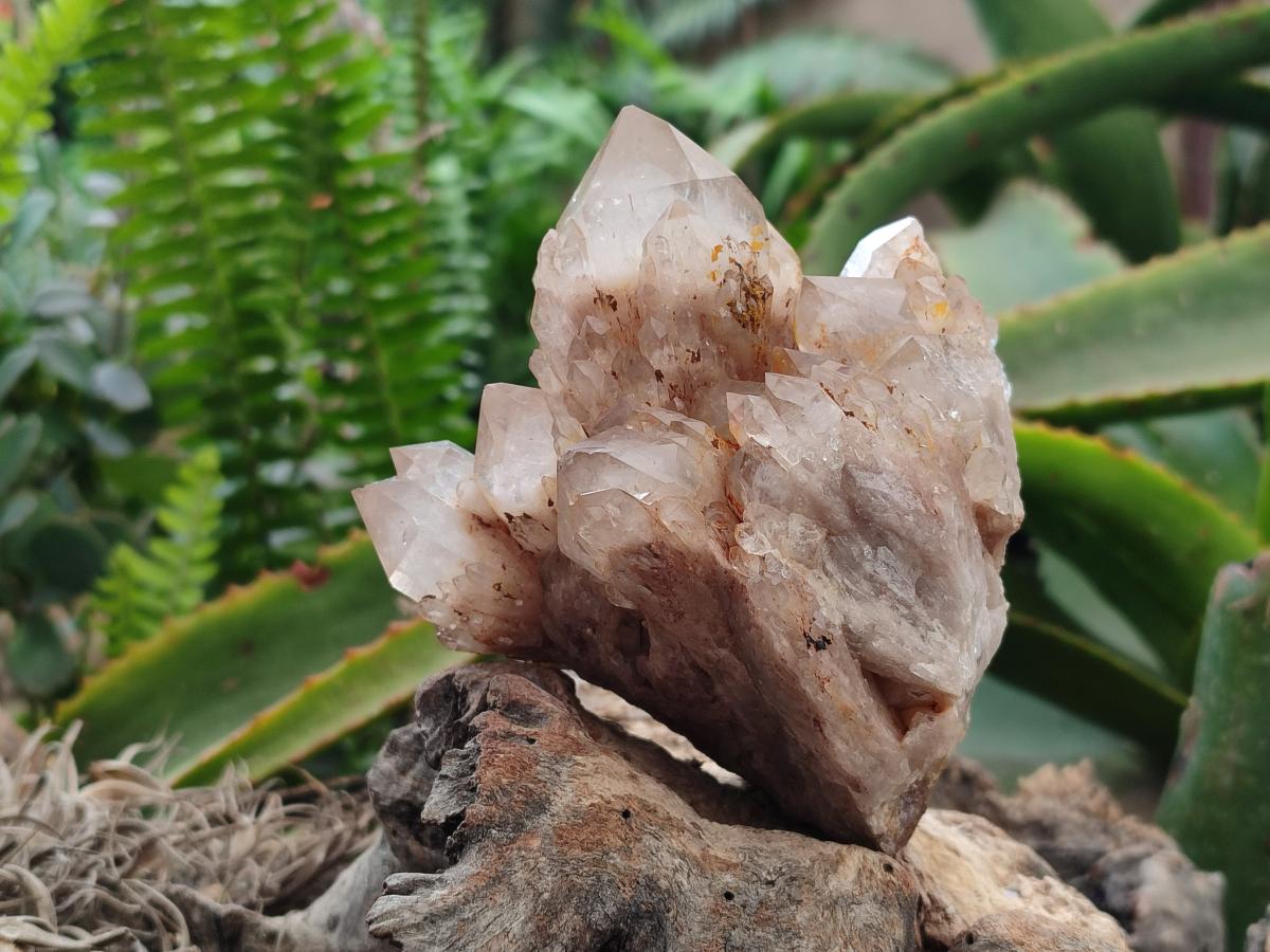 Natural Smokey Phantom Quartz Clusters x 2 From Luena, Congo