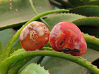 Polished Carnelian Agate Gemstone Galets x 20 From Madagascar
