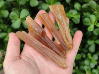 Natural Honey Aragonite Specimens x 24 From Namibia