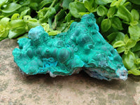Natural Botryoidal Malachite Specimens x 2 From Congo