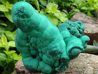 Natural Botryoidal Malachite Specimens x 2 From Congo