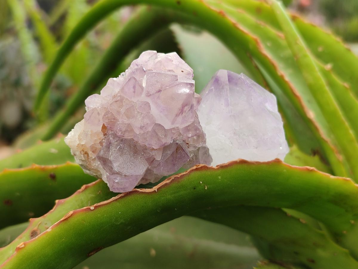Natural Sunburst Amethyst Spirit Crystals x 20 From Boekenhouthoek, South Africa