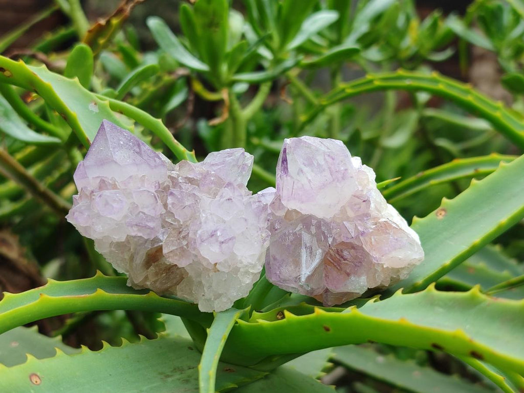 Natural Sunburst Amethyst Spirit Crystals x 20 From Boekenhouthoek, South Africa