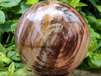 Polished XL Red Podocarpus Petrified Wood Sphere x 1 From Mahajanga, Madagascar