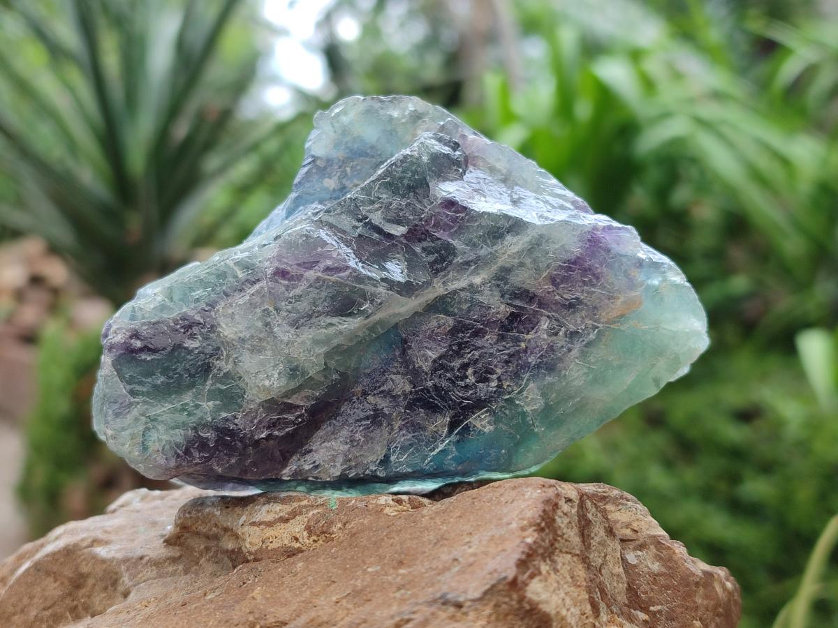 Natural Watermelon Fluorite Cobbed Specimens x 12 From Uis, Namibia
