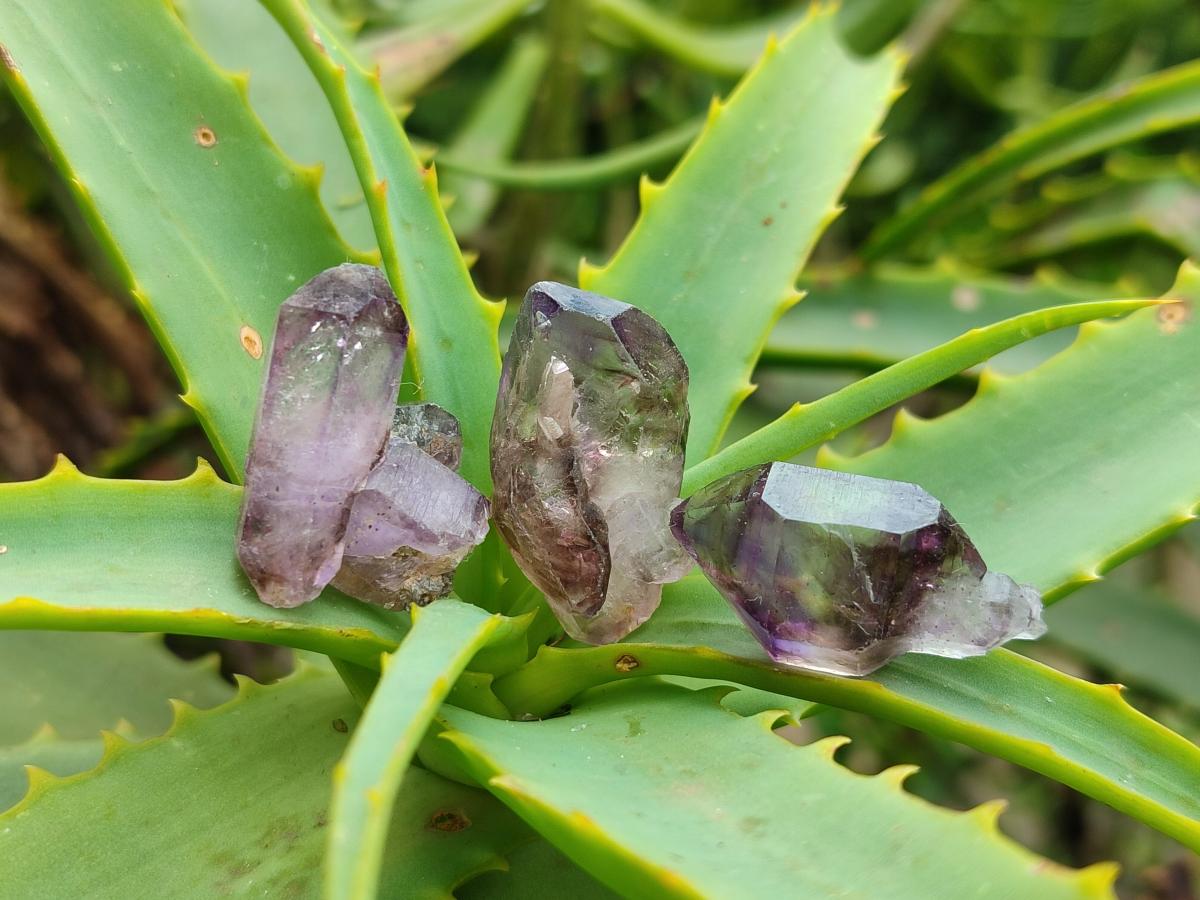 Natural Window Amethyst Crystals x 70 From Chiredzi, Zimbabwe