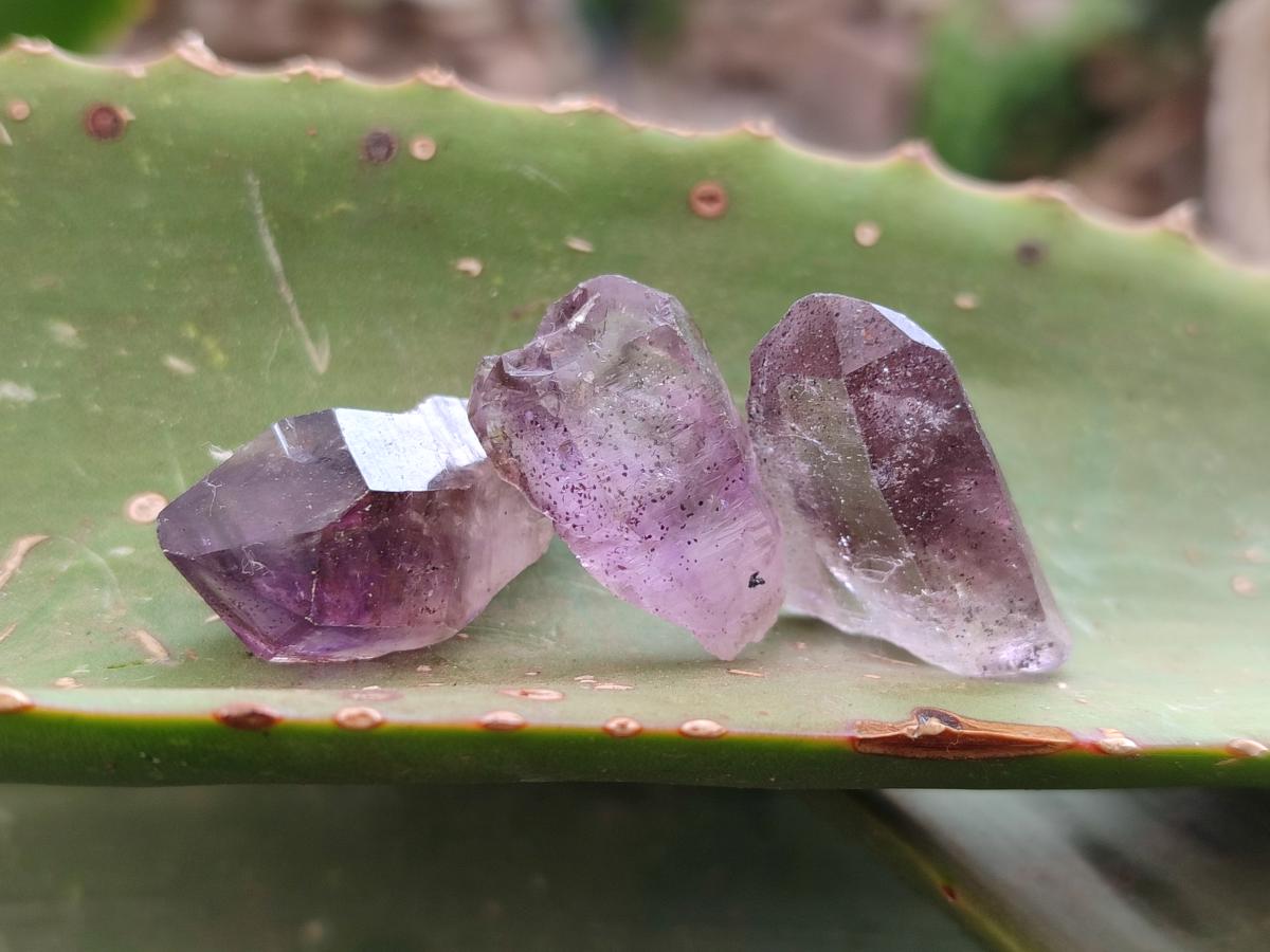 Natural Window Amethyst Crystals x 70 From Chiredzi, Zimbabwe